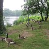 Canada Geese Slaughter Season Is Upon Us, Will This Year's Fallen Flock Become Dinner?